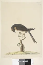 45. oldal. Természetes méret. Jobbra fent, más kézírással: A. Balra lent: B-hez tartozik, azaz 44. tábla. Legyezőfarkú kakukk Cacomantis pyrrhophanus, 1791-92