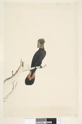 48. oldal. Fekete kakadu. Bal alul, más kézírással: Természetes méretének 1/3-ára kicsinyítve. Fényes fekete kakadu Calyptorhynchus lathami, nőstény, 1791-92