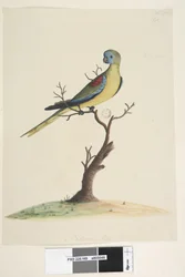 49. oldal War,run. alsó közepén különböző kézben Természetes méretben. Türkiz papagáj Neophema pulchella, hím, 1791-92