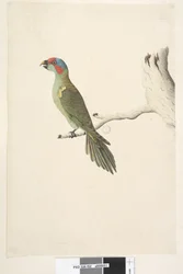 52. oldal Természetes méretű pézsma Lorikeet Glossopsitta concinna, 1791-92