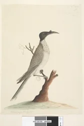 55. oldal Wer,gan vagy a fráter. balra lent egy másik kézben Meliphaga Phrygia. alsó közepén egy harmadik kézben Természetes méretű Zajos Friarbird Philemon corniculatus, 1791-92