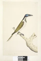 56. oldal Melephahu Cyanops. a cím fölött más kézben Természetes méretben. A külső és a középső lábujj az első ízülethez csatlakozik. A fej kék színű részén nem nő toll