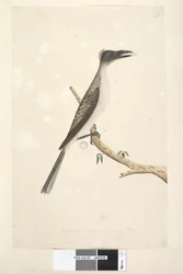 57. oldal január. Természetes méretű, állítólag fiatal madár Zajos frátermadár Philemon corniculatus, 1791-92