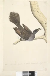 58. oldal okt. Természetes méretű, a nyak fejének és a hátának tollai mind hegyesek. Brush Wattle, Bird Anthochaera chrysoptera, 1791-92