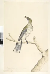 5. oldal Oriolus mimetis. cím felett különböző kézben Természetes méretben. Július, írisz kétes olajbogyó, hátas oriole Oriolus sagittatus, 1791-92