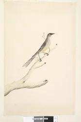 60. oldal június. Méret alapján a természetes méret felére csökkentve, vörös boszorkány, madár Anthochaera carunculata, 1791-92