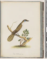 61. oldal Kékarcú Mézédes. Turdus cyanoris. Kékarcú rigó