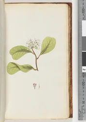 61a. oldal. A mangrove fa
