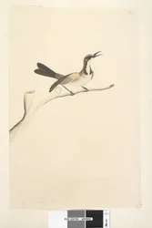 63. oldal május. Természetes méretű Tawny Crown Honeyeater Phylidonyris melanops, 1791-92