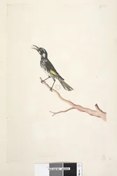 65. oldal Május, természetes méretű Sárgaszárnyas Mézvirág New Holland, 1791-92