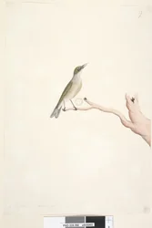 66. oldal augusztus. Természetes méretű szürke, hátas Silvereye Zosterops lateralis, 1791-92