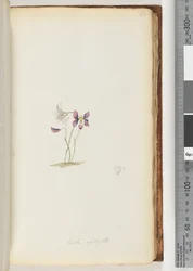 66. oldal Viola aphylla / Wild Violet