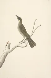 68. oldal Természetes méret, August Lewin Honeyeater Meliphaga Lewinii, 1791-92