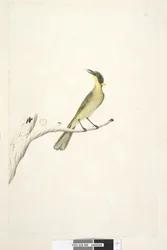 69. oldal Természetes méret. Kétes írisz sárga, bojtos mézkakas Lichenostomus melanops, 1791-92