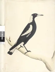 6. oldal Barita. fenti cím más kézben május. Természetes méret Fekete, Hátas Szarka Gymnorhina tibicen, 1791-92