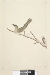 70. oldal Természetes méret. Augusztus fuscous Honeyeater Lichenostomus fuscus, 1791-92