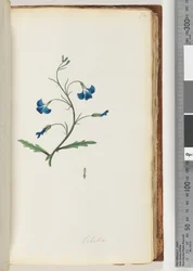 72. oldal Lobelia