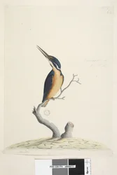 74. oldal Ter,re,a,mar vagy Fisher király. bal alsó sarokban, más kézben Alcedo. alsó közepén harmadik kézben Természetes méretű Azure Kingfisher Alyone azurea, 1791-92