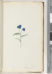 7. oldal Commelina capillaris