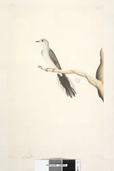 80. oldal Columba. fenti cím más kézben május. Természetes méretű Diamond Dove Geopelia cuneata, 1791-92