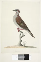 83. oldal Bronzszárnyú galamb. alsó közepén különböző kézben Természetes méretű ecset Bronzing galamb Phaps elegans, 1791-92