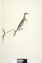 84. oldal. Norfolk-sziget galambja a természetes méret 1/2-es léptékével rajzolva. Kétséges írisz, Norfolk-szigeti galamb Hemiphaga novaeseelandiae spadicea, 1791-92