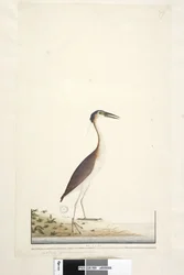 89. oldal Ardea ..?.. Nankeen Night, Heron Nycticorax caledonicus, 1791-92