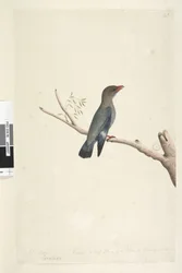 8. oldal Coraciae. alsó széle mentén különböző kézben október. A Madár méretének felére kicsinyítve a rajzot a Dollar, Bird Eurystomus orientalis, 1791-92-ből vették.