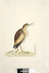 90. oldal Ardea. alsó széle mentén különböző kézben A rajzot ábrázoló madár mérete, aki négy hüvelyknyire tudta nyújtani a nyakát Kiskeserű Ixobrychus minutus, 1791-92
