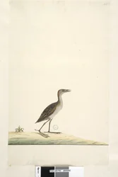 93. oldal Rallus. fenti cím más kézben augusztus. Természetes méretű Marsh Crake Porzana pusilla, 1791-92