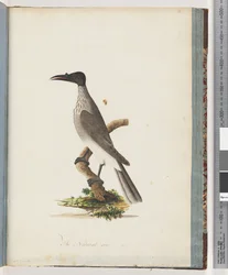 95. oldal Zajos frátermadár. Gomb elől Honeyeater