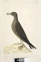 97. oldal. Norfolk-szigeti madara, amelyet általában birkamadárnak neveznek, természetes méretű ék, farkú nyíróvíz Puffinus Pacificus, 1791-92