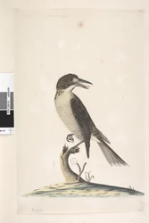 9. oldal Vanga. bal felső sarokban különböző kézben július, természetes méretű szürke mészáros Cracticus torquatus nőstény, 1791-92