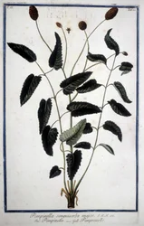 Pimprenelle: Pimpinella Sanguisorba major.