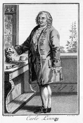 Carl Von Linné svéd természettudós és író (1707 - 1778) portréja. SD. századi metszet.