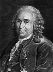 Carl Von Linné svéd természettudós és író (1707 - 1778) portréja. SD. századi metszet.