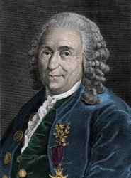 Charles Linne (Carl von Linne, Linneus 1707-1778) svéd természettudós portréja. századi metszet.