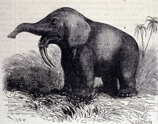 Őstörténet: Dinotherium ábrázolása, pachyderm típusa.