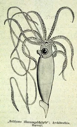Egy Architeuthis Harveyi, óriási tintahal ábrázolása.