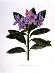 Rhododendron (Rhododendrum Bridges).