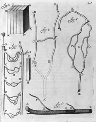 Repülőhalak és más állatok vérkeringésének vizsgálata Antoine van Leeuwenhoek (vagy Leeuvenhoek Leeuwenhoeck) (vagy Antoni vagy Anthonie) (1632-1723) metszet az „Arcana Natura Detecta” 1695-ből készült holland kereskedő és tudós leírása.