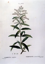 A verbéna. 19. századi metszet.