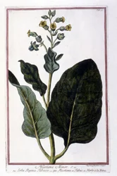 Dohánynövény (Nicotiana Minor). Botanikai tábla egy 18. századi herbáriumból.
