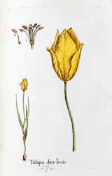 Fa tulipán