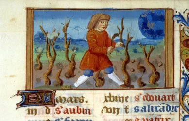 Zodiákus Kos és a fa mérete - Középkori miniatűr (ref. 137, 047r) - Engedély kérése a Toulouse-i Városi Könyvtártól (tel: 05 62 27 66 66)