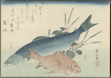 Japán tengeri sügér, aranyszemű tengeri keszeg és shiso növény
