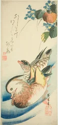 Mandarin kacsa