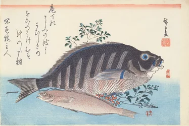 Shimadai és Ainame, a 