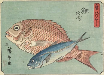 Snapper és fattyúmakréla, 1830-1844