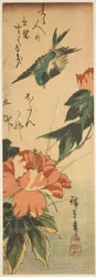 Fecske és hibiszkusz